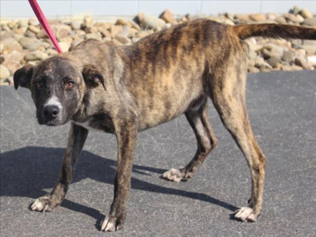 HUCKLEBERRY, Adoptable, Young Male Plott Hound & Mixed Breed.