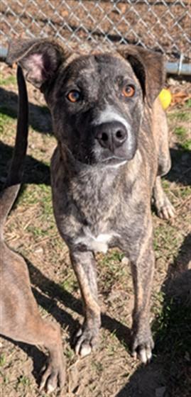 HUCKLEBERRY, Adoptable, Young Male Plott Hound & Mixed Breed.