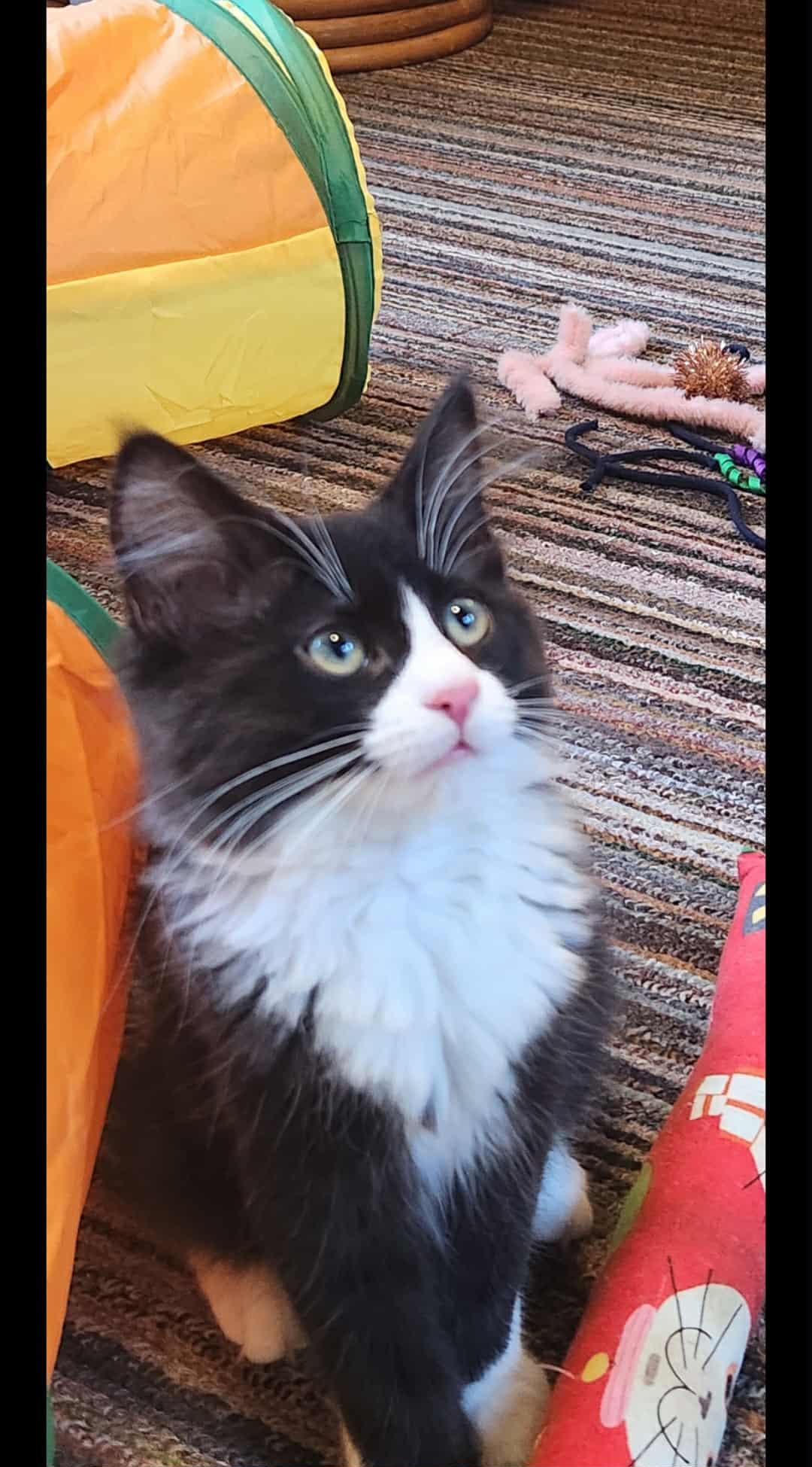 Pizelle, a Adoptable Tuxedo in Norwich, CT image 3/4
