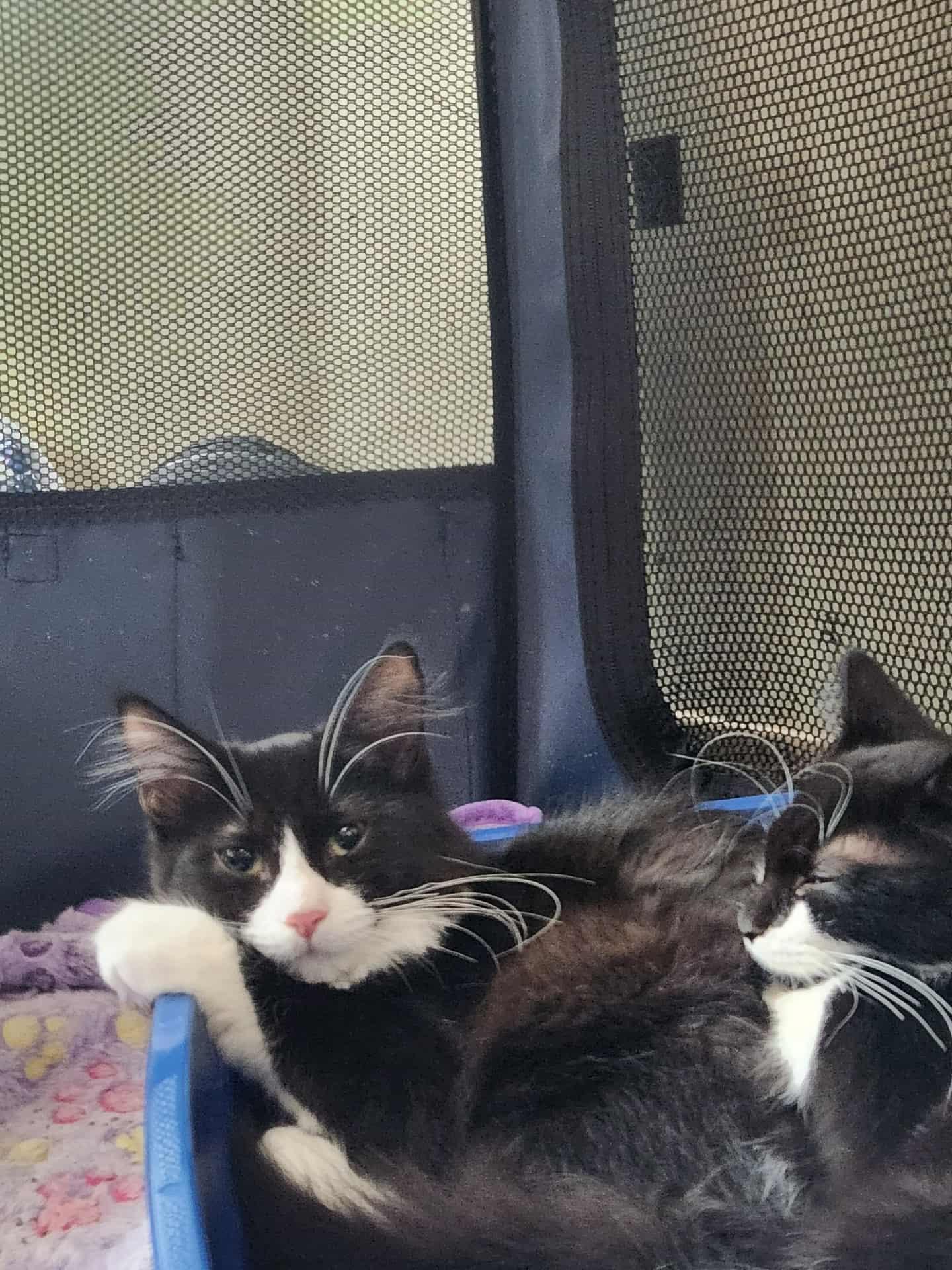 Pizelle, a Adoptable Tuxedo in Norwich, CT image 2/4