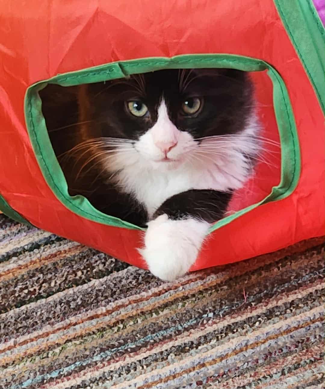 Pizelle, a Adoptable Tuxedo in Norwich, CT image 4/4