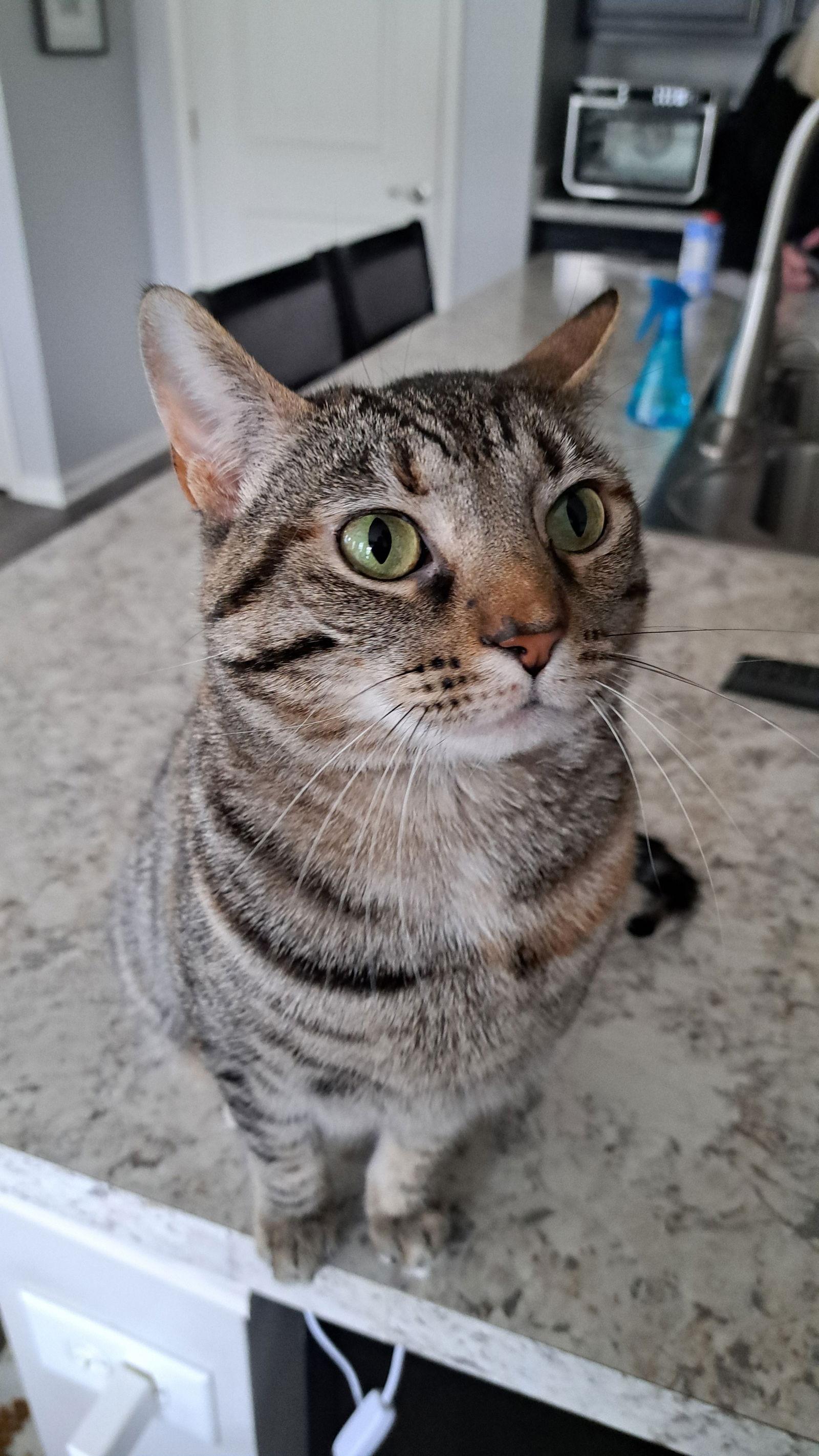 CAT - TILLY, Adoptable, Young Female Domestic Short Hair.