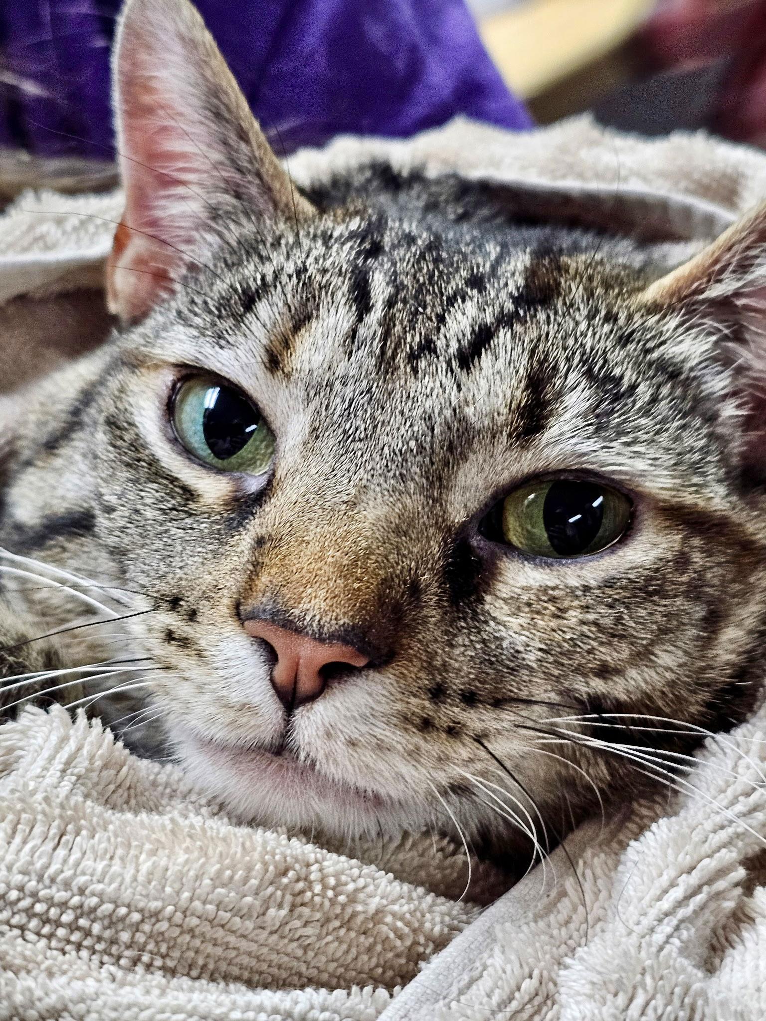 CAT - TILLY, Adoptable, Young Female Domestic Short Hair & Tabby.