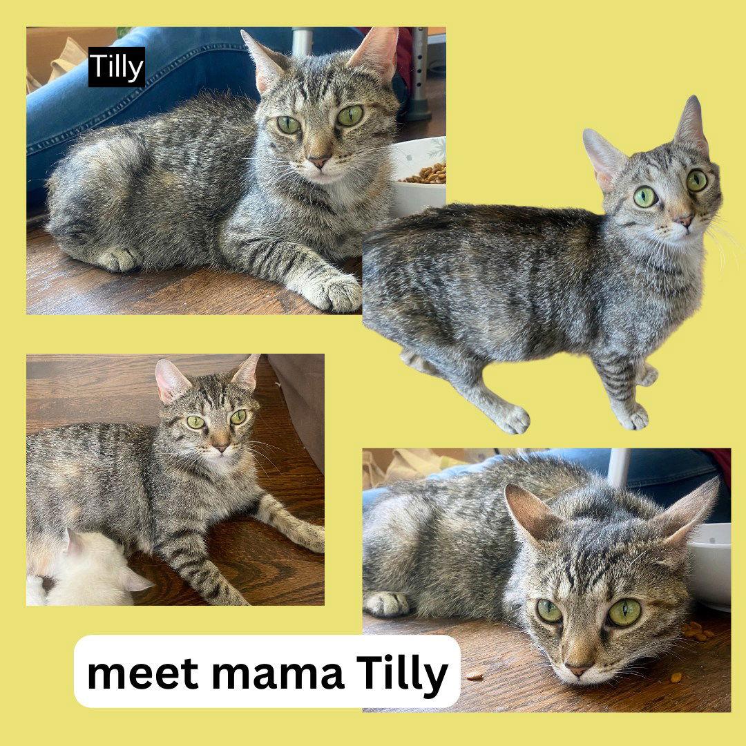 CAT-TILLY, a Adoptable Domestic Short Hair in GILBERTS, IL image 3/3