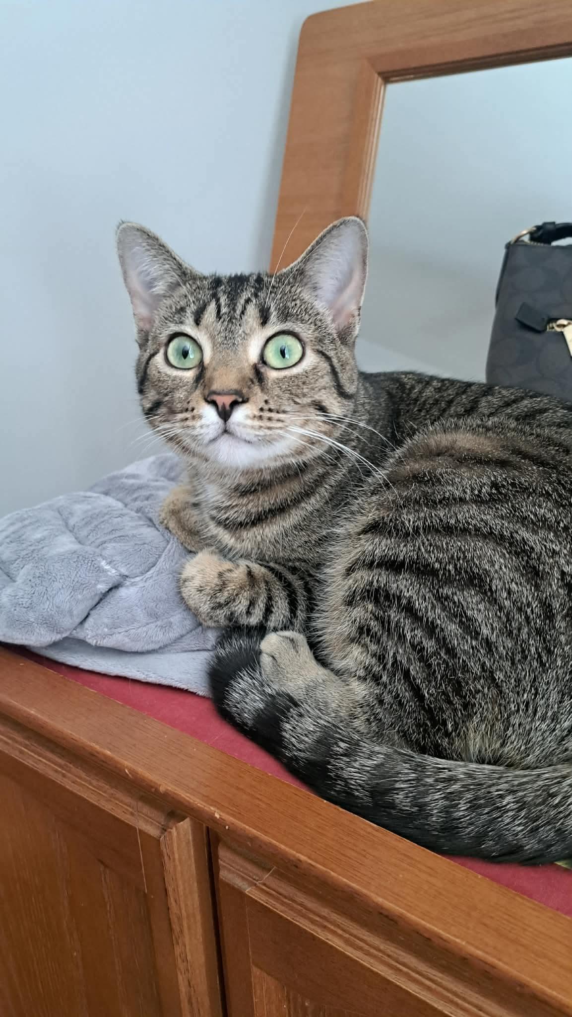 CAT - TILLY, Adoptable, Young Female Domestic Short Hair.