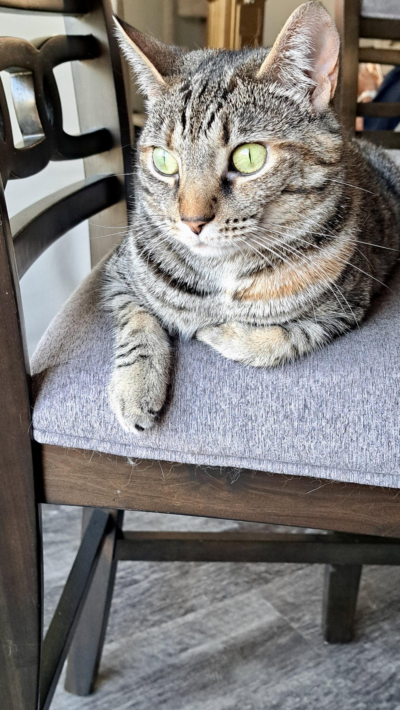 Enlarge CAT - TILLY, a Adoptable mixed breed in GILBERTS, IL image 3/3