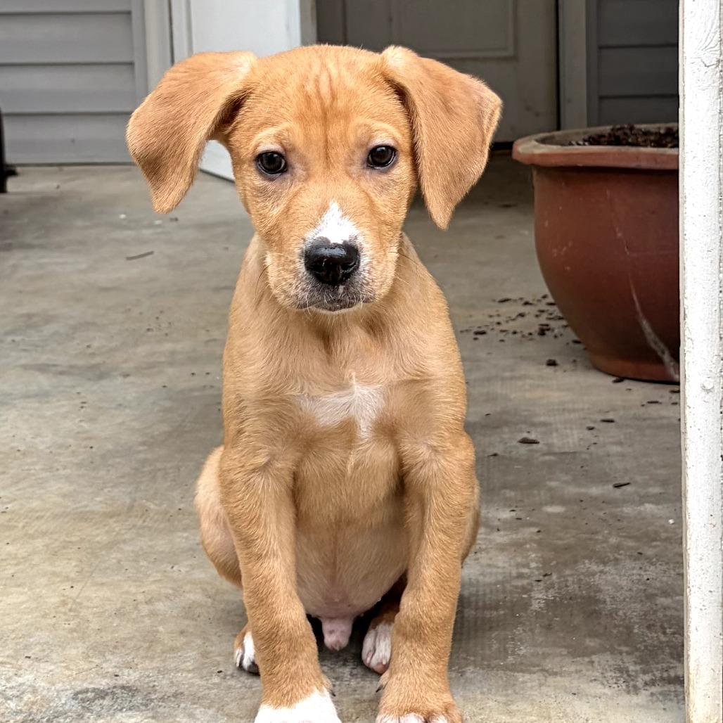 Enlarge Frosty, a Adoptable Mixed Breed in Durham, NC image 1/5
