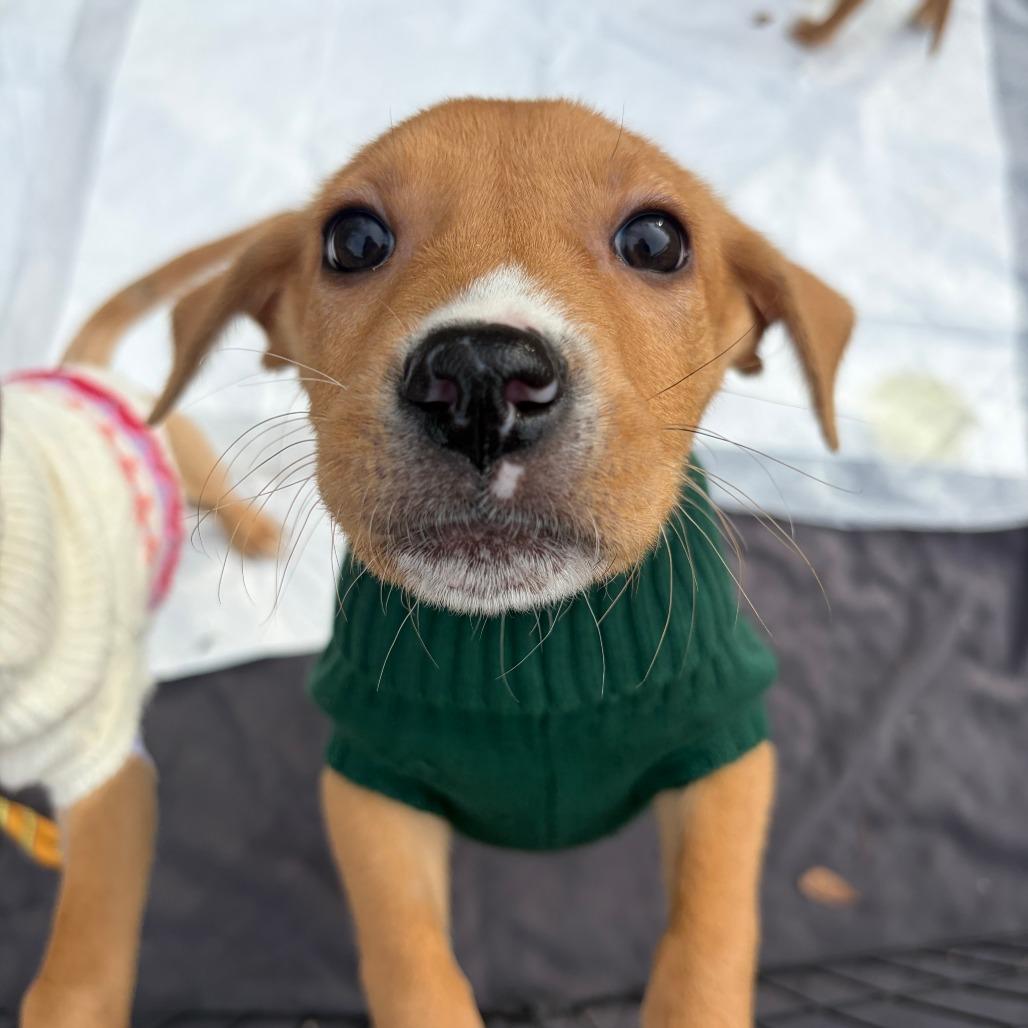 Enlarge Frosty, a Adoptable Mixed Breed in Durham, NC image 3/5