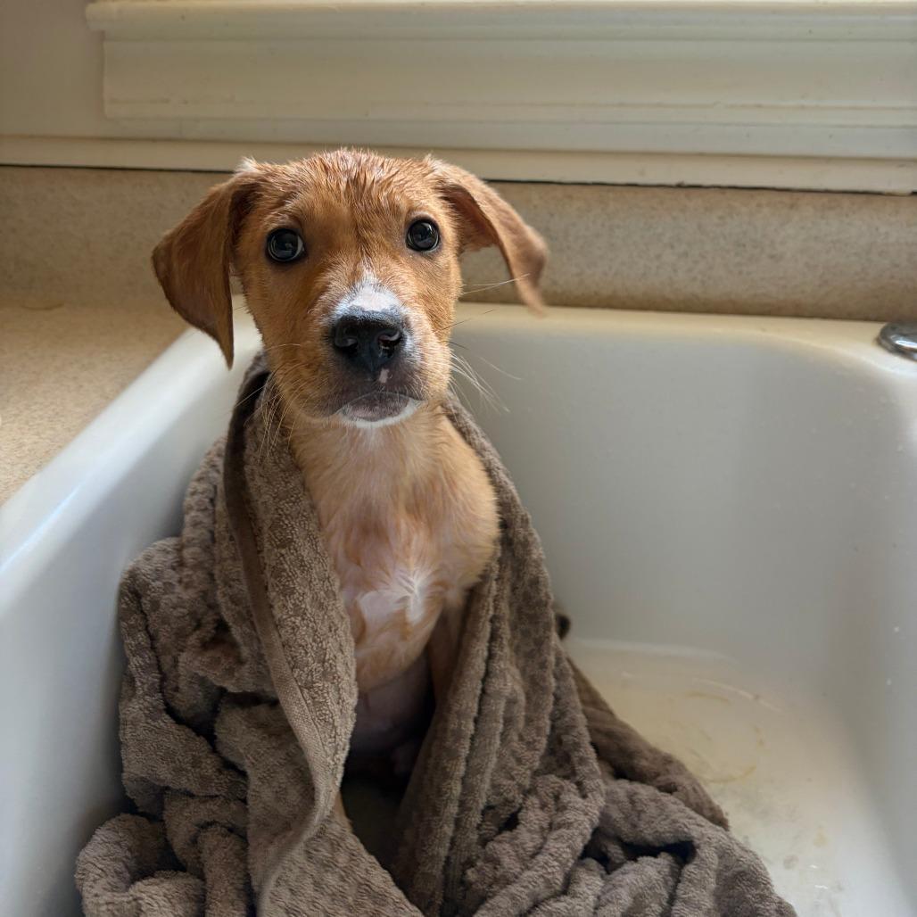 Enlarge Frosty, a Adoptable Mixed Breed in Durham, NC image 4/5