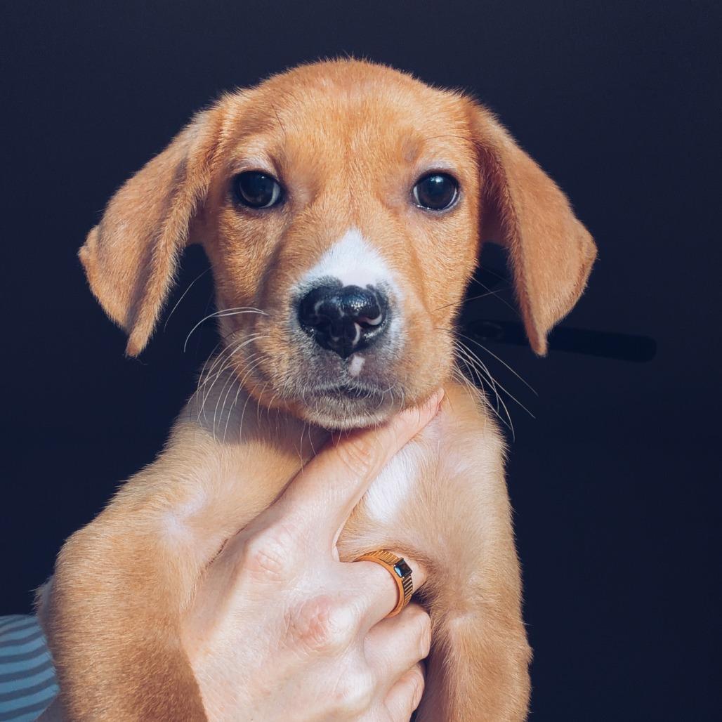 Enlarge Frosty, a Adoptable Mixed Breed in Durham, NC image 5/5