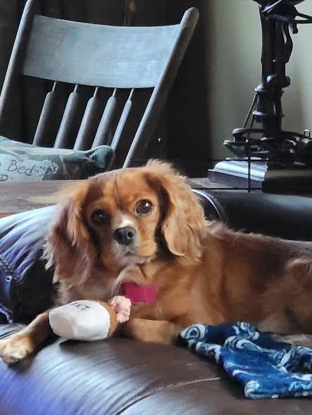 Enlarge Rebel, an adopted Cavalier King Charles Spaniel in Whitewater, WI image 5/5