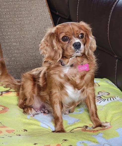 Enlarge Rebel, an adopted Cavalier King Charles Spaniel in Whitewater, WI image 3/5
