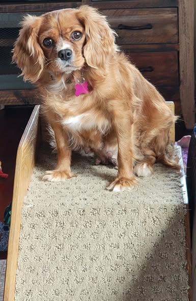 Enlarge Rebel, an adopted Cavalier King Charles Spaniel in Whitewater, WI image 2/5