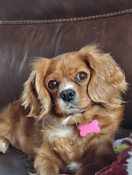 Enlarge Rebel, an adopted Cavalier King Charles Spaniel in Whitewater, WI image 1/5