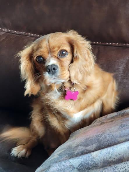 Enlarge Rebel, an adopted Cavalier King Charles Spaniel in Whitewater, WI image 4/5