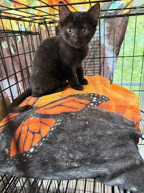 Coco, Adoptable, Young Male Domestic Short Hair.