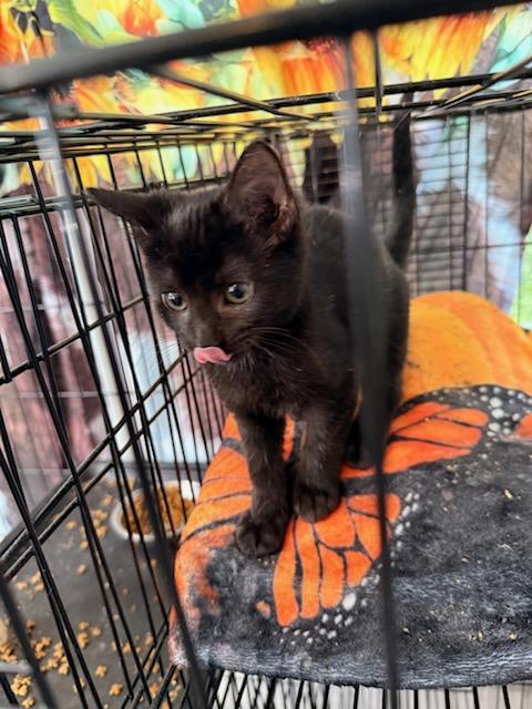 Enlarge Coco, a Adopted Domestic Short Hair in Randolph, AL image 5/6