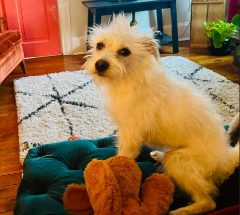 Popcorn, Adoptable, Adult Female Terrier.