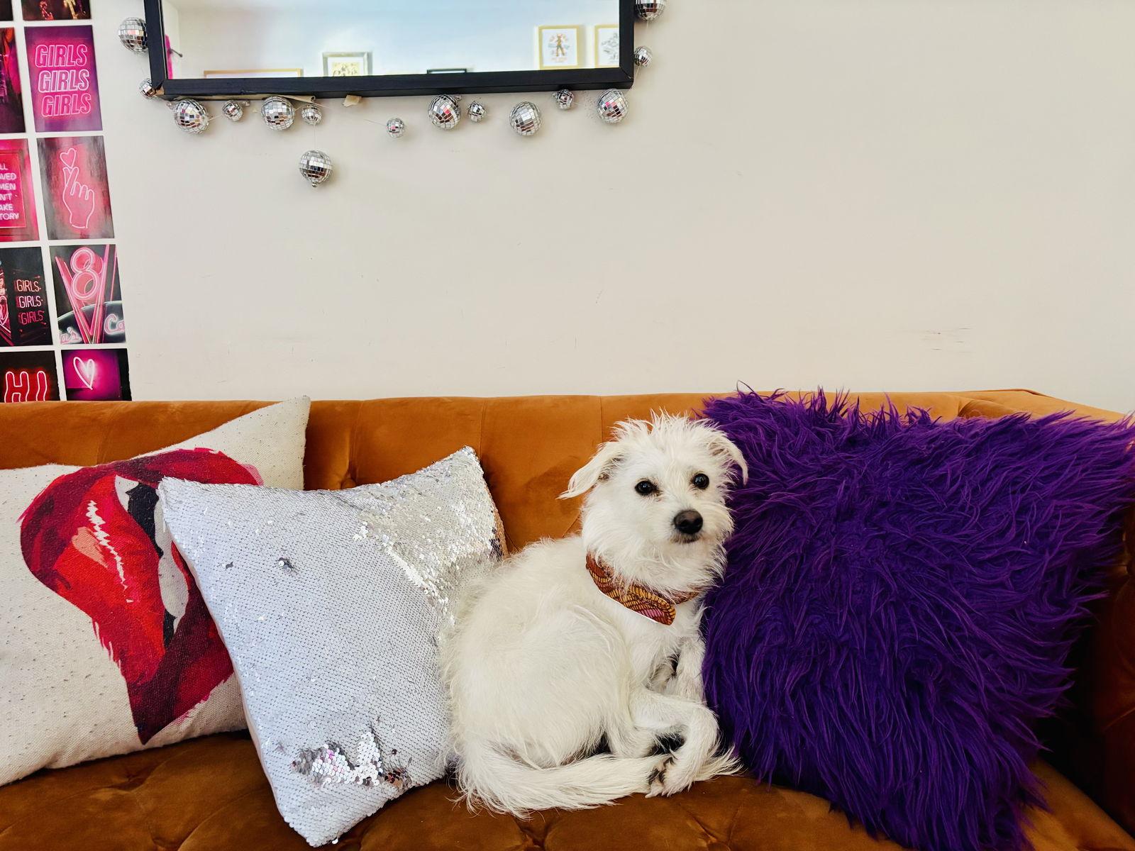 Enlarge Popcorn, a Adoptable Terrier in Brooklyn Center, MN image 3/3