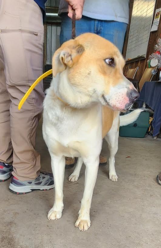 Enlarge Nova, a ADOPTABLE mixed breed in Marshall, AR image 5/5