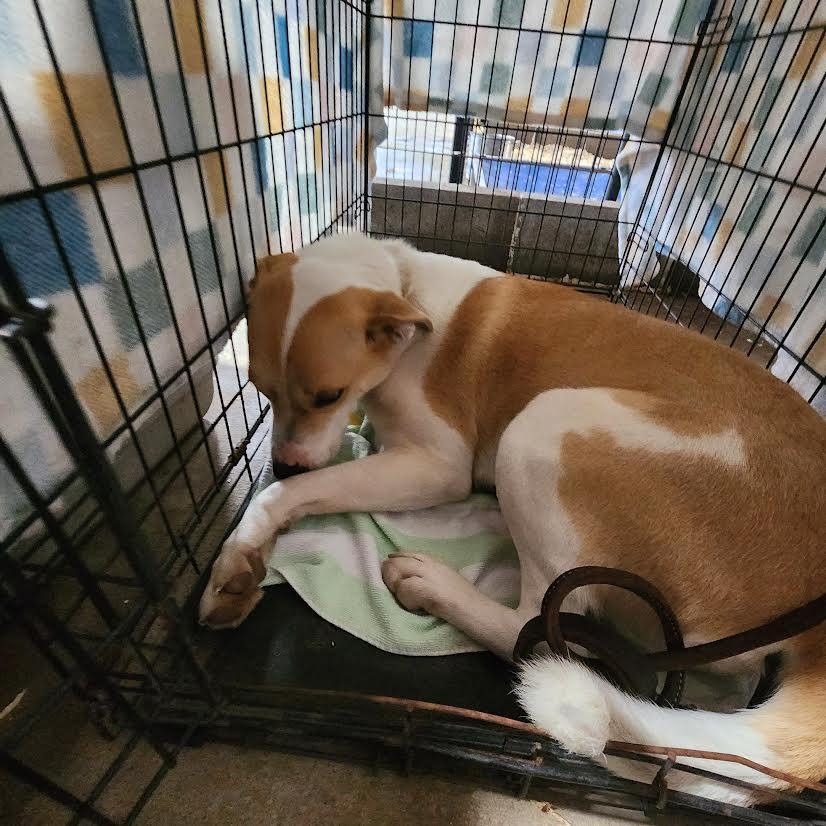 Enlarge Nova, a ADOPTABLE mixed breed in Marshall, AR image 4/5