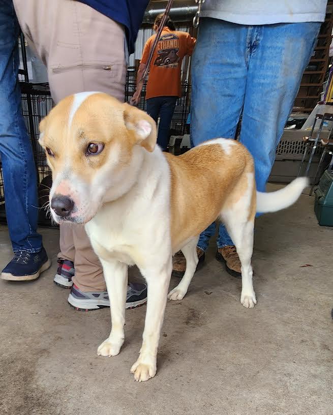Enlarge Nova, a ADOPTABLE mixed breed in Marshall, AR image 2/5