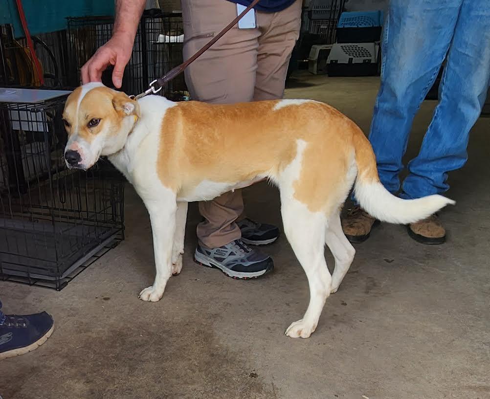 Enlarge Nova, a ADOPTABLE mixed breed in Marshall, AR image 3/5