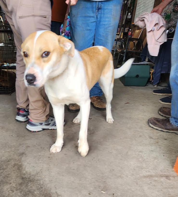 Nova, ADOPTABLE, Young Female Mixed Breed.