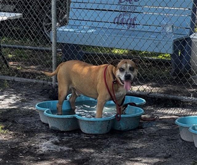 SPOTT, Adoptable, Adult Male Pit Bull Terrier & Mixed Breed.