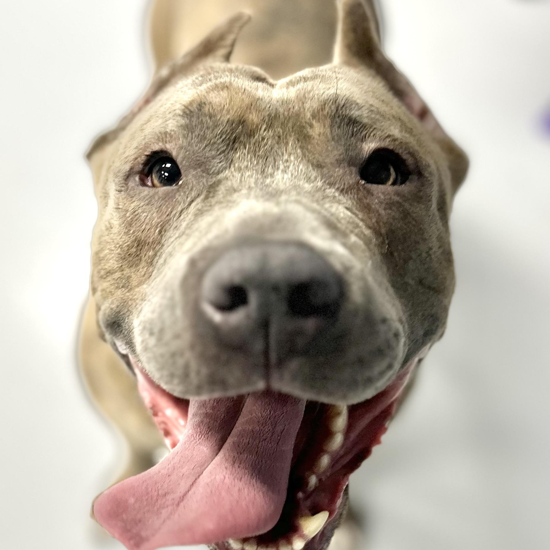 Gia