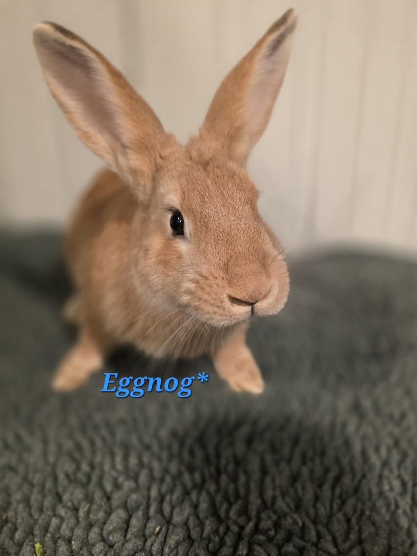 Enlarge Eggnog, an adoption pending New Zealand in Seymour, CT image 2/2
