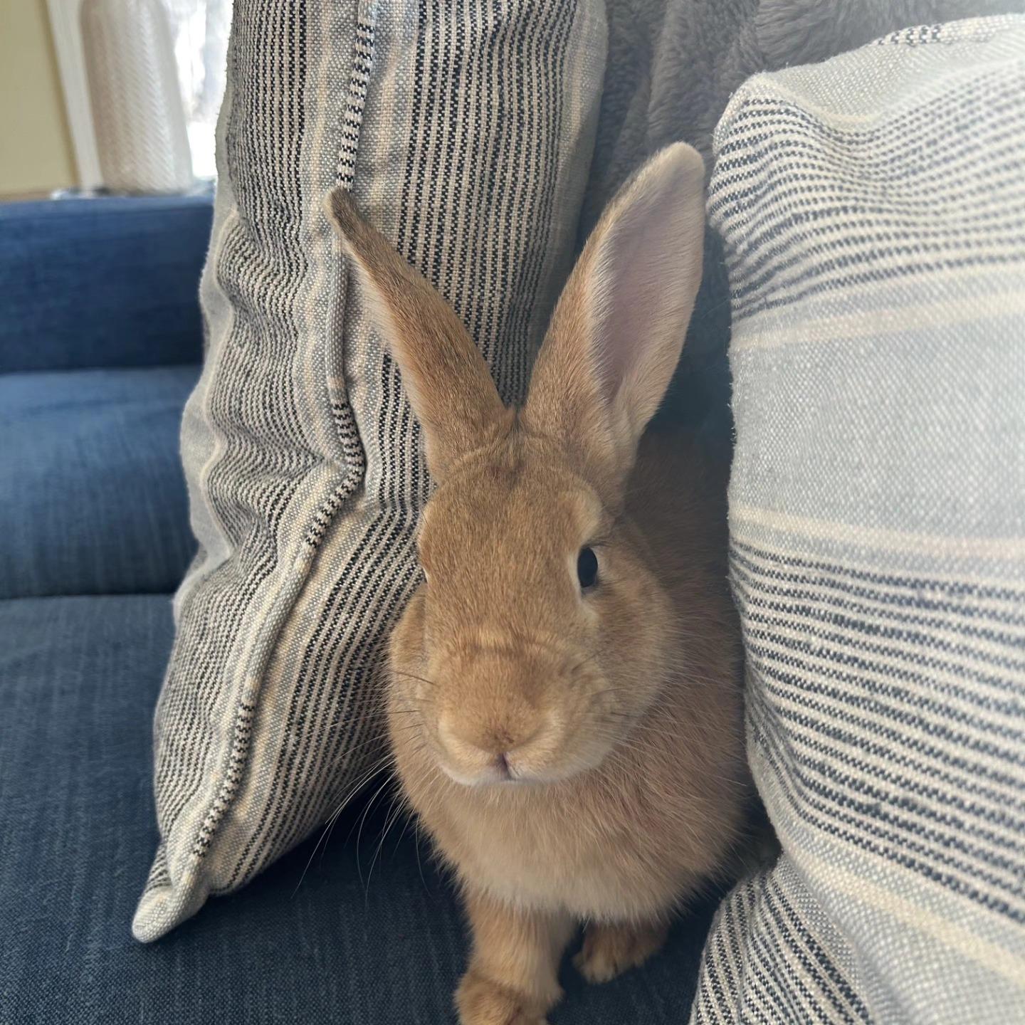 Enlarge Eggnog, an adoption pending New Zealand in Seymour, CT image 1/2