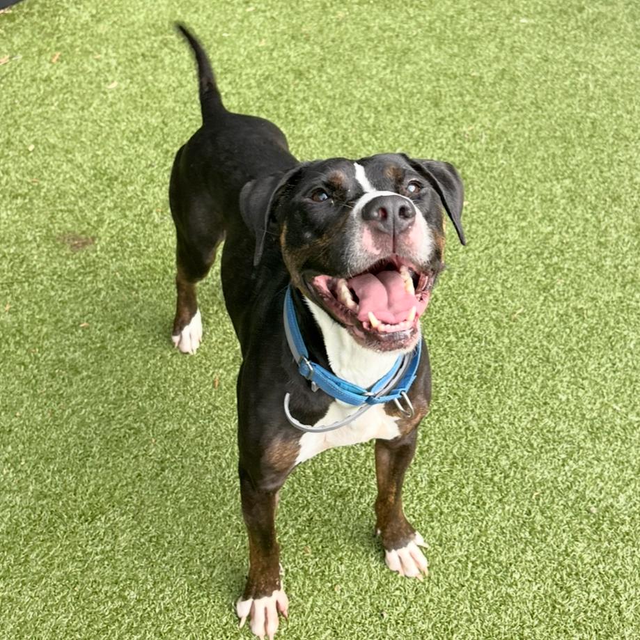 Alfie, Adoptable, Adult Male Pit Bull Terrier.