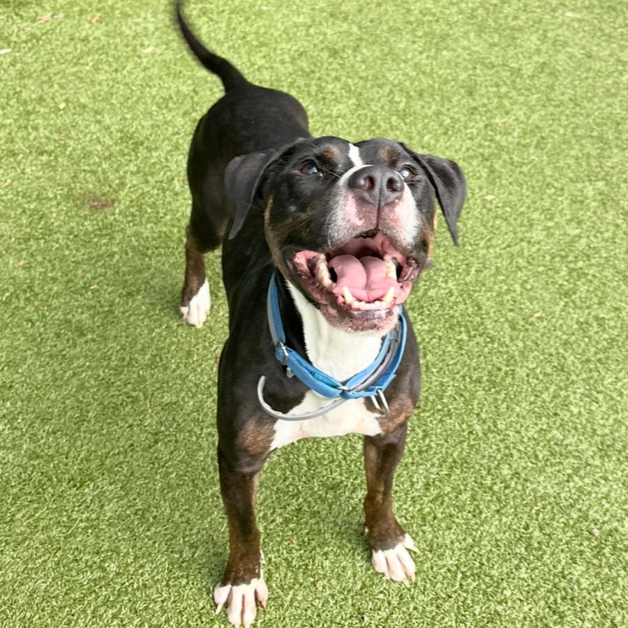 Alfie, a Adoptable Pit Bull Terrier in Charlottesville, VA image 2/6