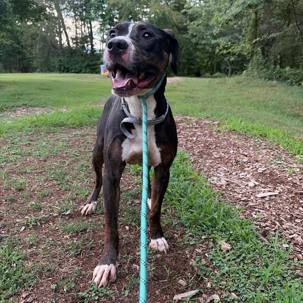 Alfie, a Adoptable Pit Bull Terrier in Charlottesville, VA image 3/6