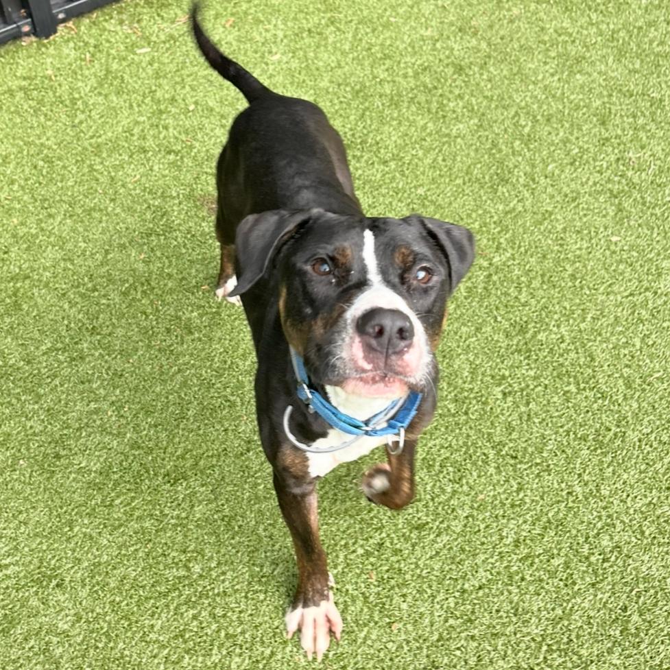 Alfie, a Adoptable Pit Bull Terrier in Charlottesville, VA image 4/6