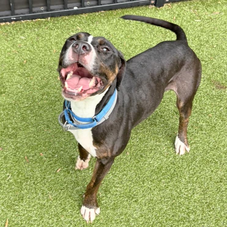 Alfie, a Adoptable Pit Bull Terrier in Charlottesville, VA image 5/6