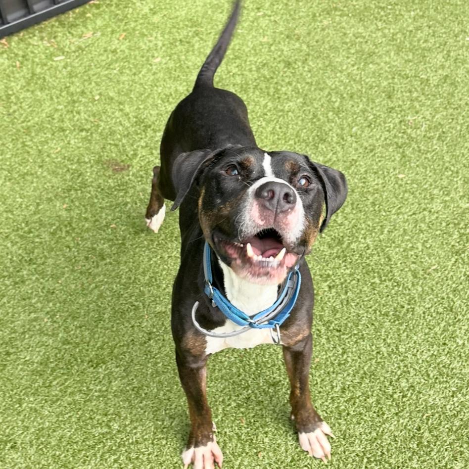 Alfie, a Adoptable Pit Bull Terrier in Charlottesville, VA image 6/6
