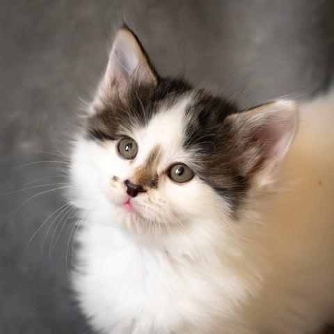 Enlarge Taylor Swift, a Adoptable Domestic Medium Hair in Las Cruces, NM image 1/4