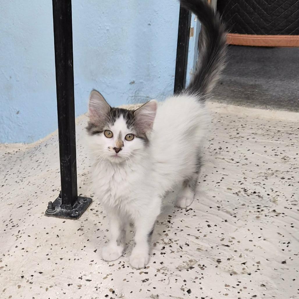 Enlarge Taylor Swift, a Adoptable Domestic Medium Hair in Las Cruces, NM image 2/4