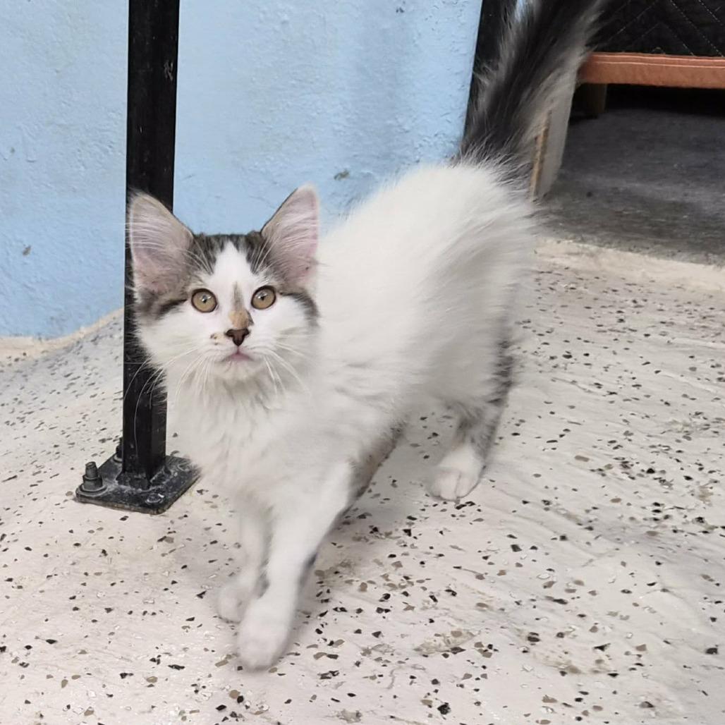 Enlarge Taylor Swift, a Adoptable Domestic Medium Hair in Las Cruces, NM image 3/4