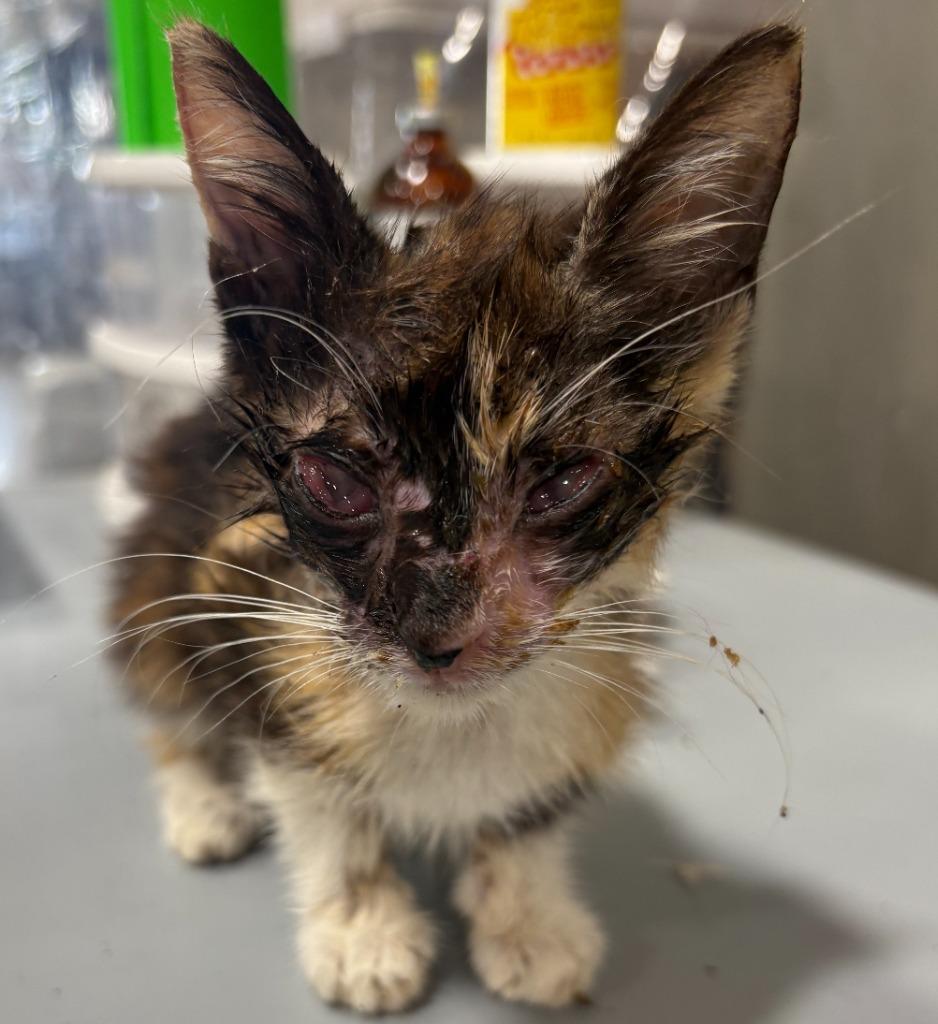 Shirley Temple, a Adoptable mixed breed in Corpus Christi, TX image 1/4