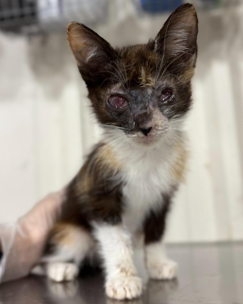 Shirley Temple, a Adoptable mixed breed in Corpus Christi, TX image 2/4