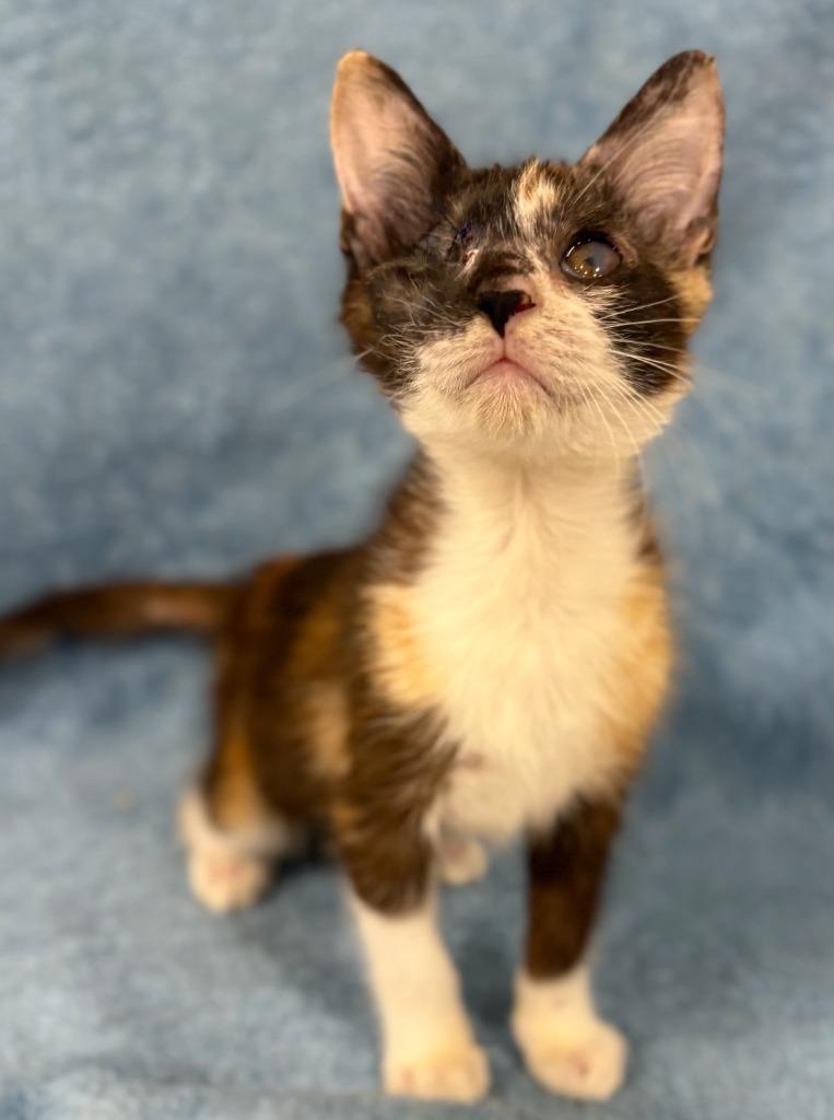 Shirley Temple, a Adoptable mixed breed in Corpus Christi, TX image 3/4