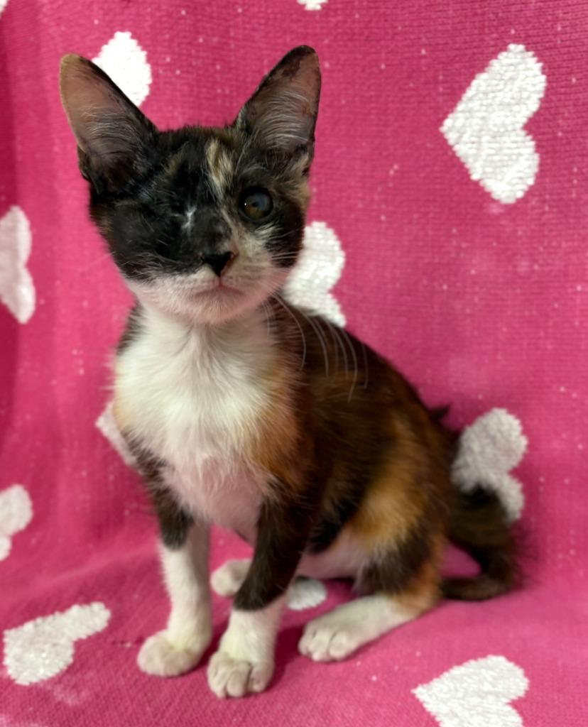 Shirley Temple, a Adoptable mixed breed in Corpus Christi, TX image 4/4