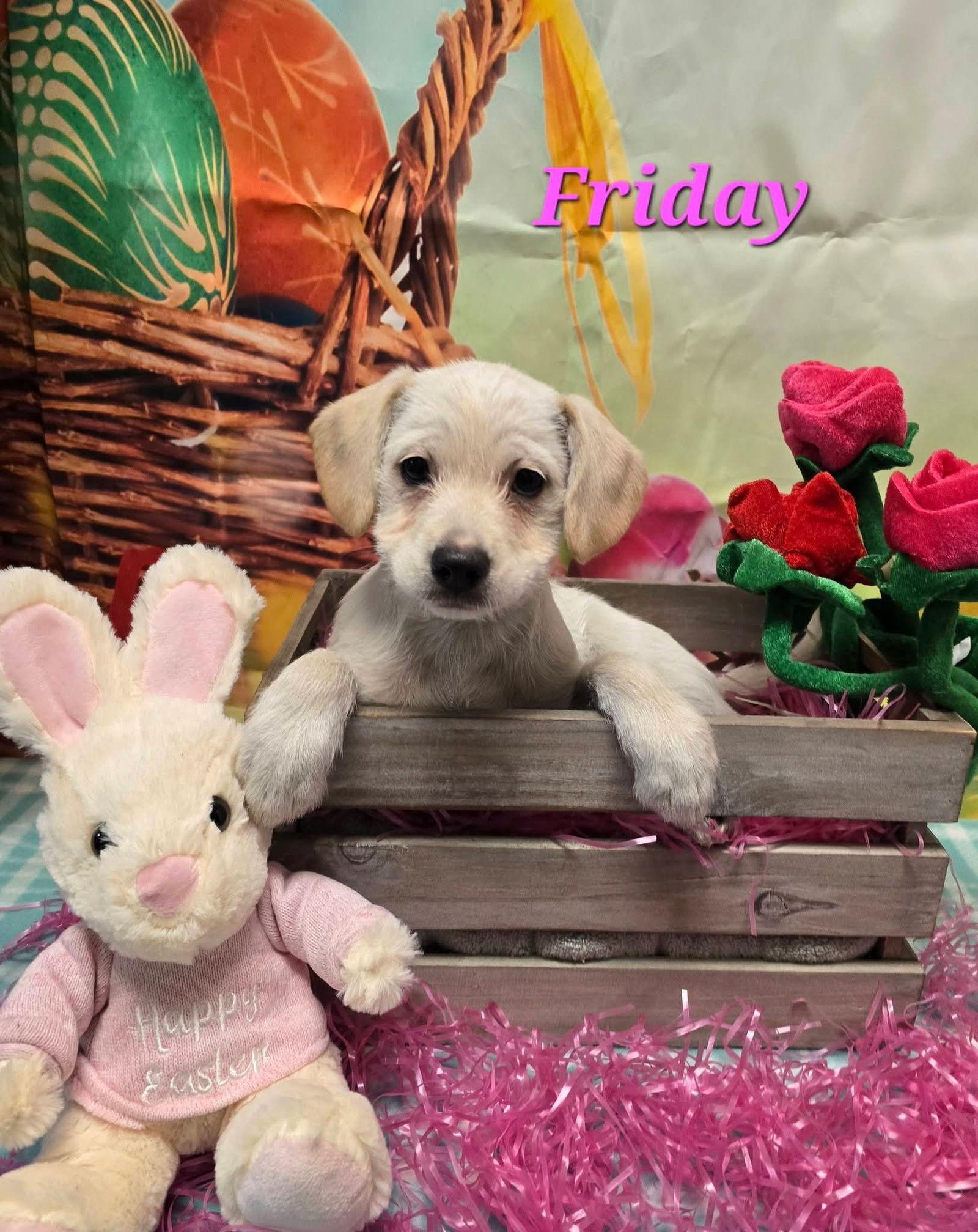 Enlarge Friday, a Adoptable Terrier in Modesto, CA image 1/1