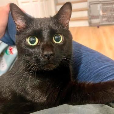 Enlarge Bella, a Adoptable Domestic Short Hair in FAIRWAY, KS image 1/1