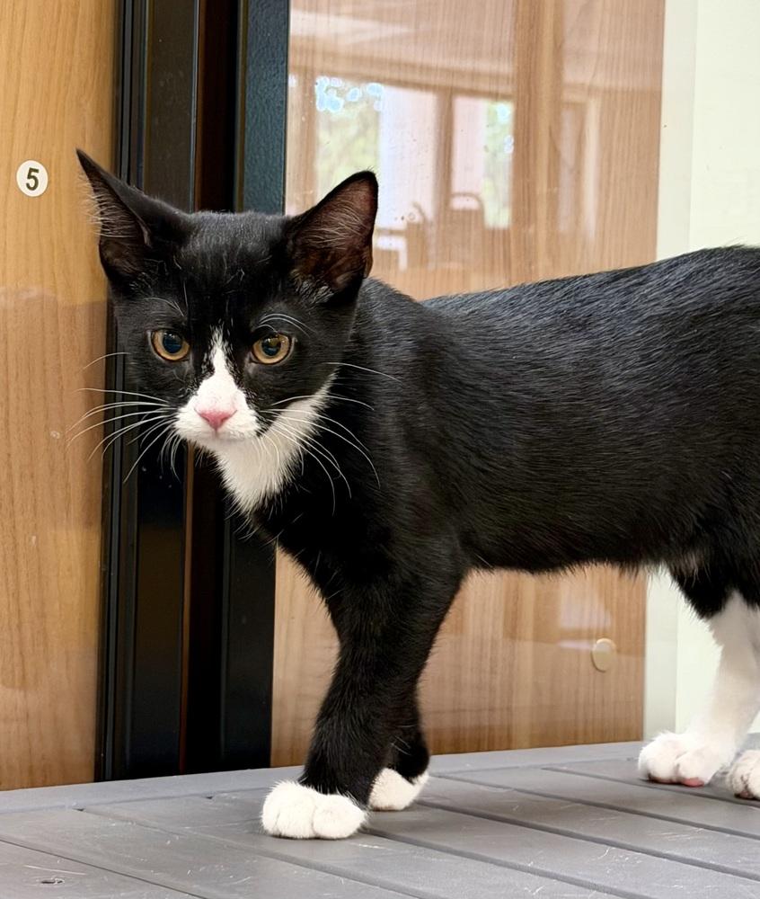 Skippy Handelman (kitten) must go with a buddy, Adoptable, Kitten Male Domestic Short Hair.