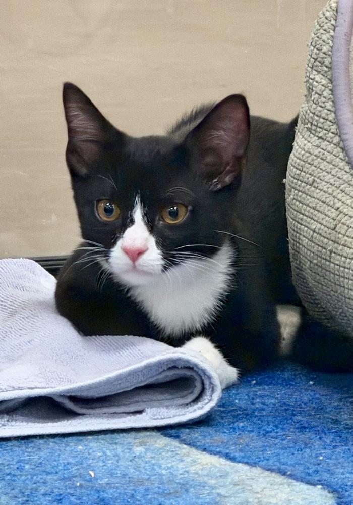 Skippy Handelman (kitten) must go with a buddy, a Adoptable Domestic Short Hair in Cary, NC image 2/4