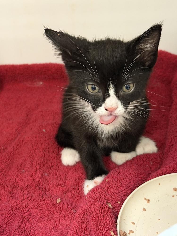 Skippy Handelman (kitten) must go with a buddy, a Adoptable Domestic Short Hair in Cary, NC image 3/4
